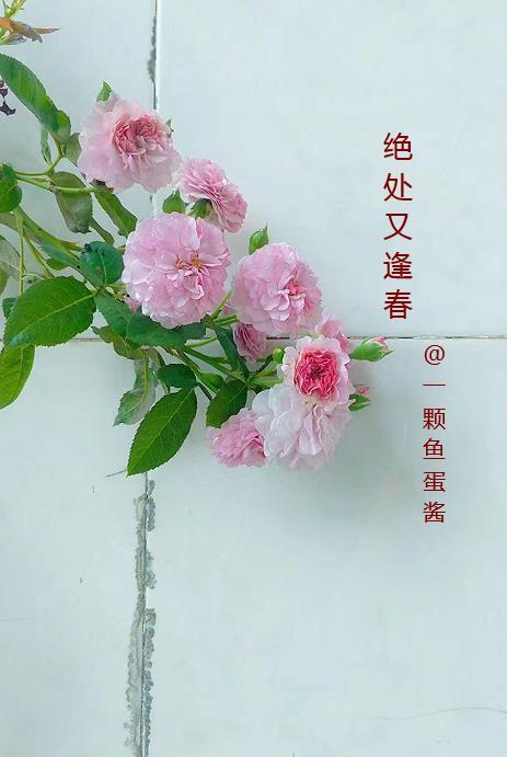 绝处逢生下句是什么 绝处逢生下句是什么