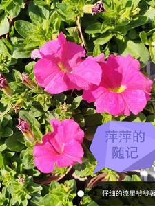 萍萍生活 萍萍生活