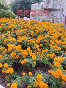 清灵爱忘羡免费 清灵爱忘羡免费
